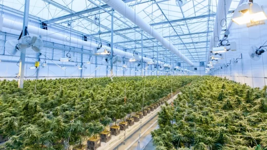 Lluvia de inversiones | CENITAL – Nuevas industrias, viejas polémicas: el cannabis en el centro de la escena