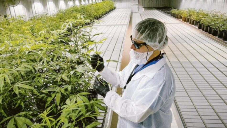 Lluvia de inversiones | CENITAL – Nuevas industrias, viejas polémicas: el cannabis en el centro de la escena