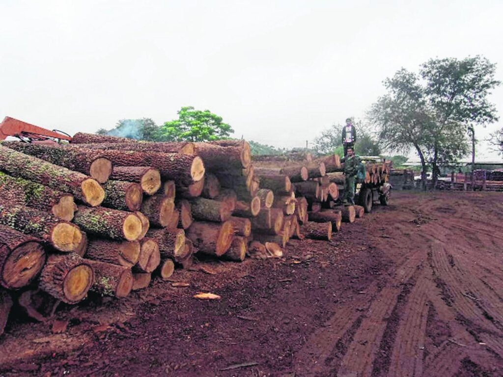 Qué políticas requiere el sector forestal para recibir grandes inversiones en Argentina